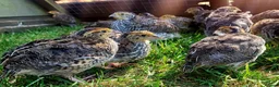 Quail poultry for sale: Brown Cortunix Quail  - Advert 2