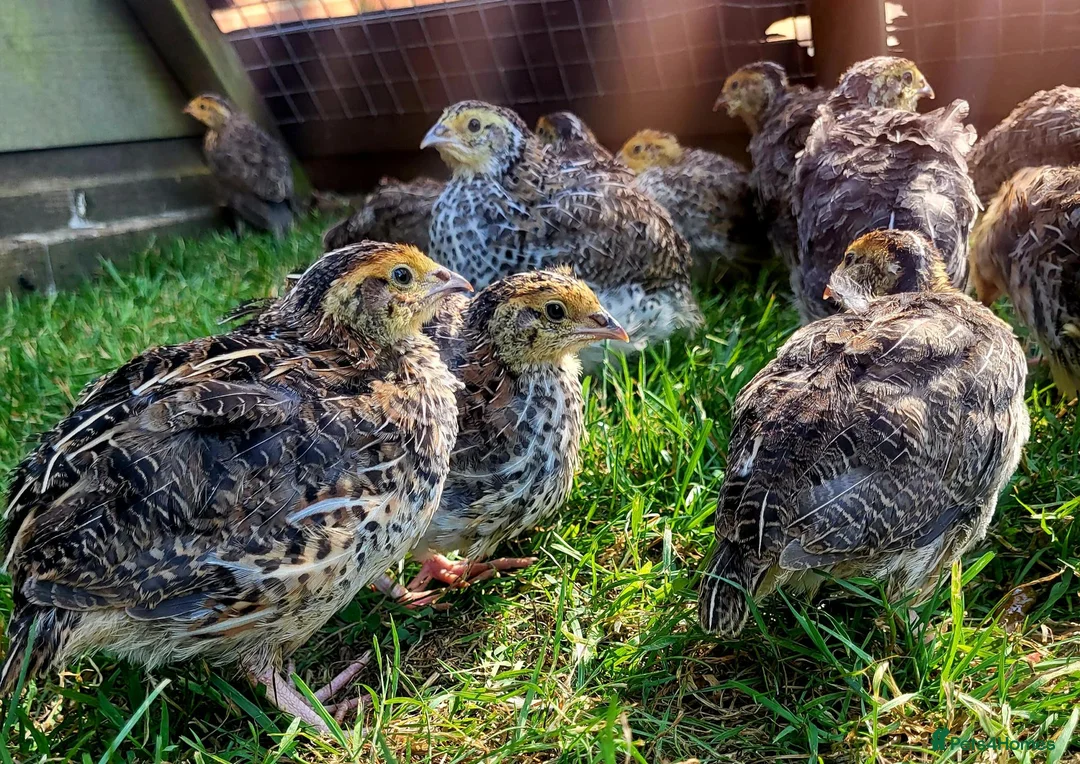 Quail poultry for sale: Brown Cortunix Quail  - Advert 2