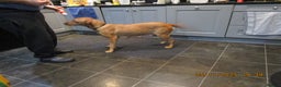 Labrador Retriever dogs for sale: SUPER LITTER OF RED FOX LABS - Advert 5
