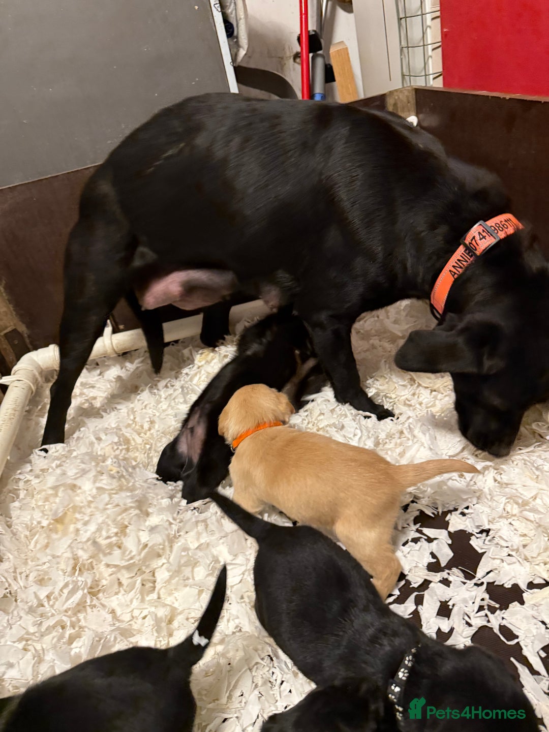 Labrador Retriever dogs for sale: LABRADOR PUPPIES FULL PEDIGREE K. C REG. - Advert 2