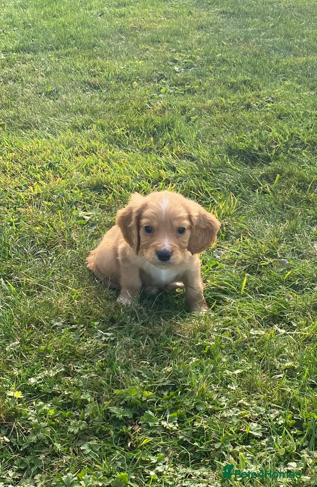 Cocker Spaniel dogs for sale: Cocker spaniel - Image 7