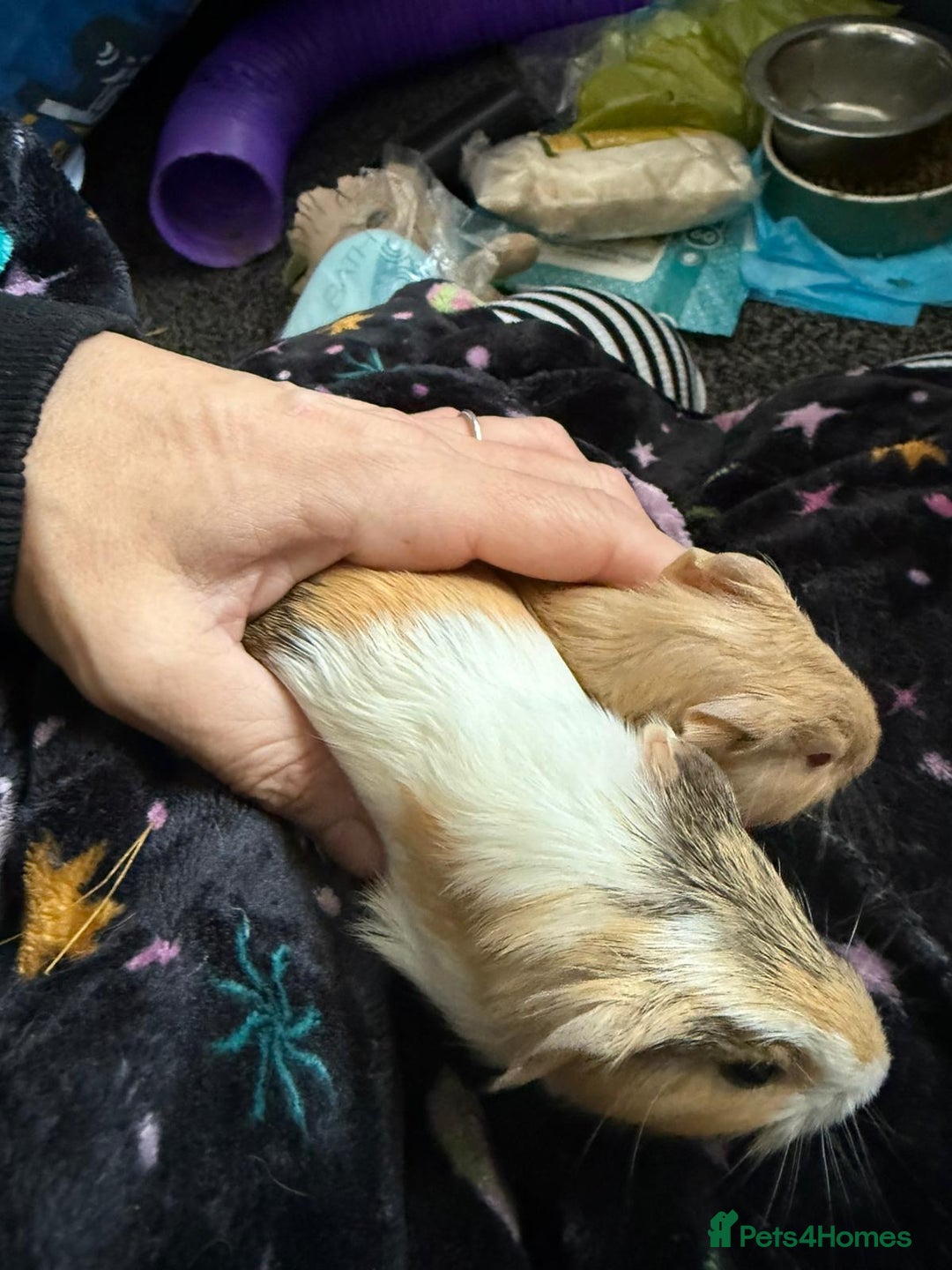 Guinea Pig rodents for sale: Two Male Bonded Brothers Together From Birth  - Image 5