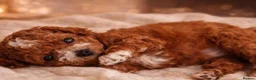 Toy Poodle dogs for sale: Gorgeous 3 boys and 1 girl Toy Poodle Puppies in Glasgow - Advert 5
