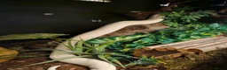 Python Snake reptiles for sale: BEL Python looking for a new home in Gloucester - Advert 6