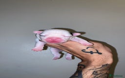 French Bulldog dogs for sale: French bulldogs  - Image 9