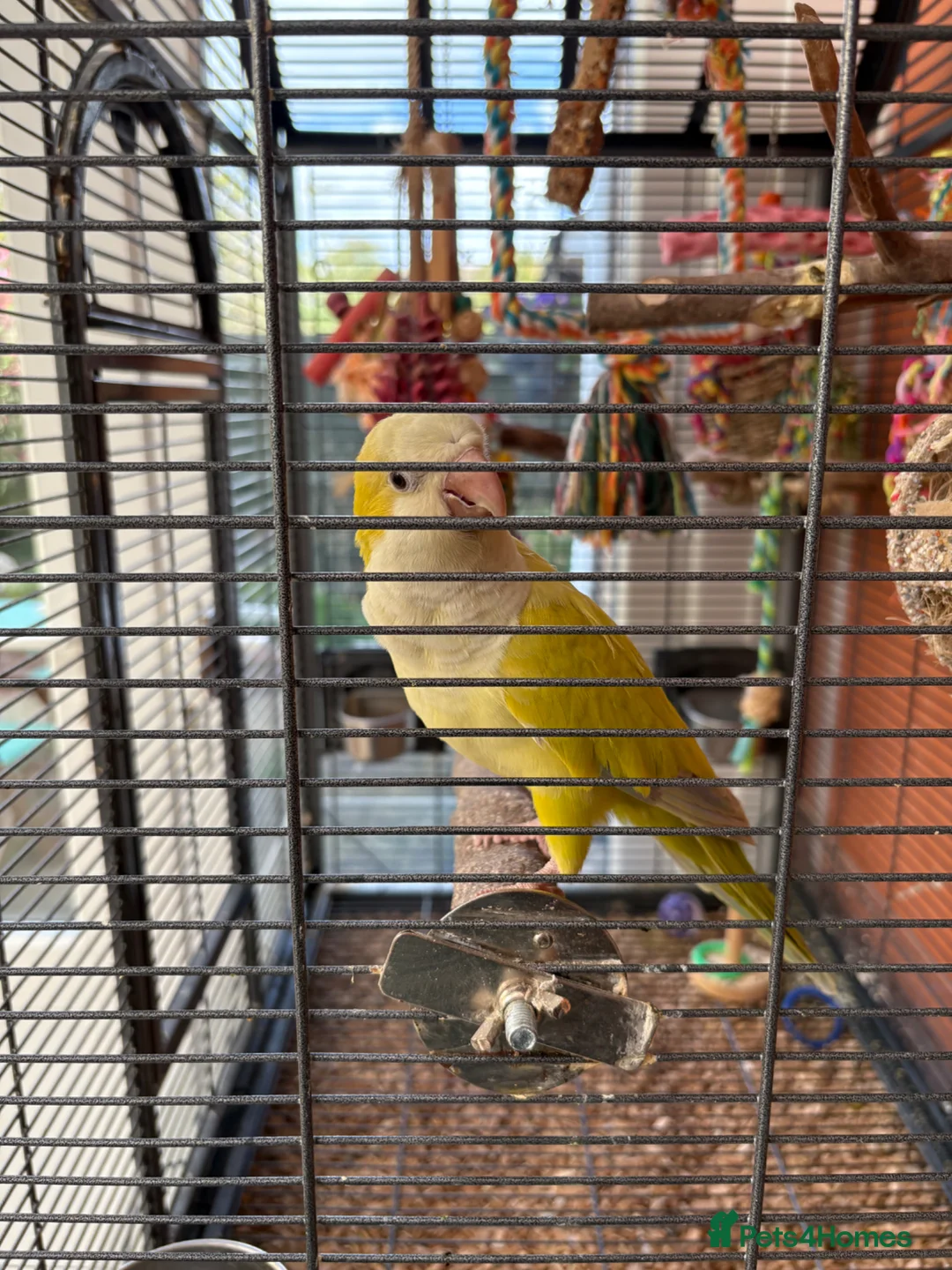 Parrots birds for sale: Male rare lime Quaker parrot for sale  - Advert 4