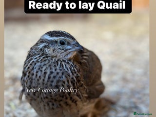 Quail poultry - Advert 9
