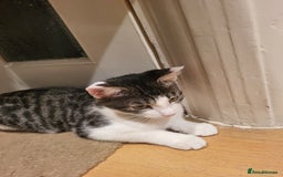 Mixed Breed cats for sale: gorgeous female kittens  - Image 10
