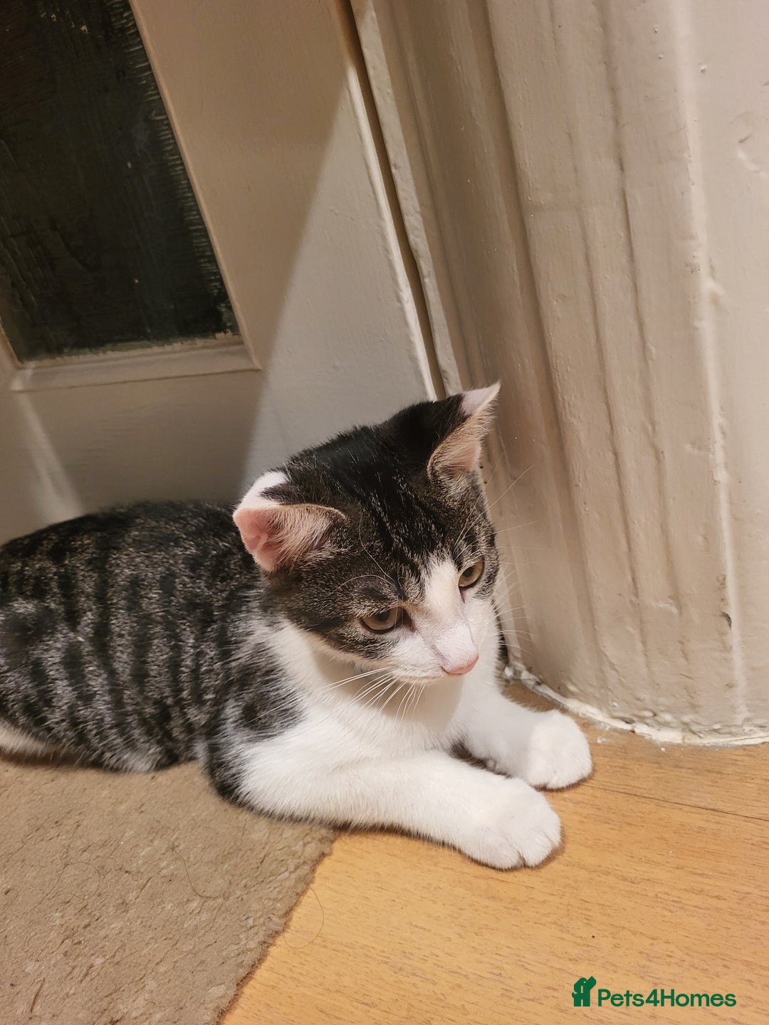 Mixed Breed cats for sale: gorgeous female kittens  - Image 10