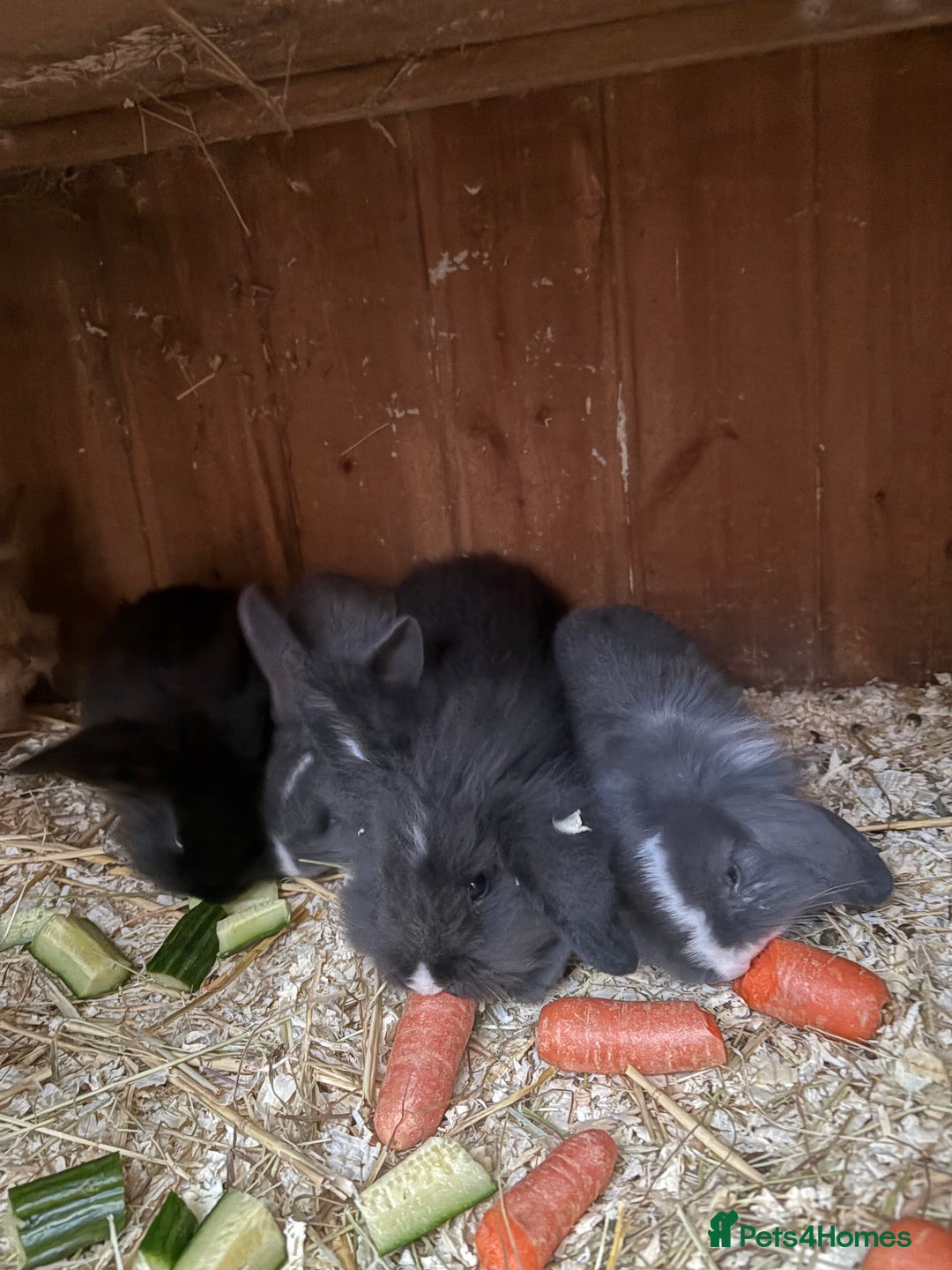 Mini Lop rabbits for sale: Mini lop baby rabbits for sale. - Advert 19