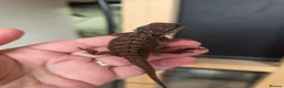 Bearded Dragon reptiles for sale: Baby red monster bearded dragons  - Advert 4