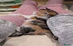 Maine Coon cats for sale: 😽 Cuddly Maine coon kittens 😽 in Preston - Image 18