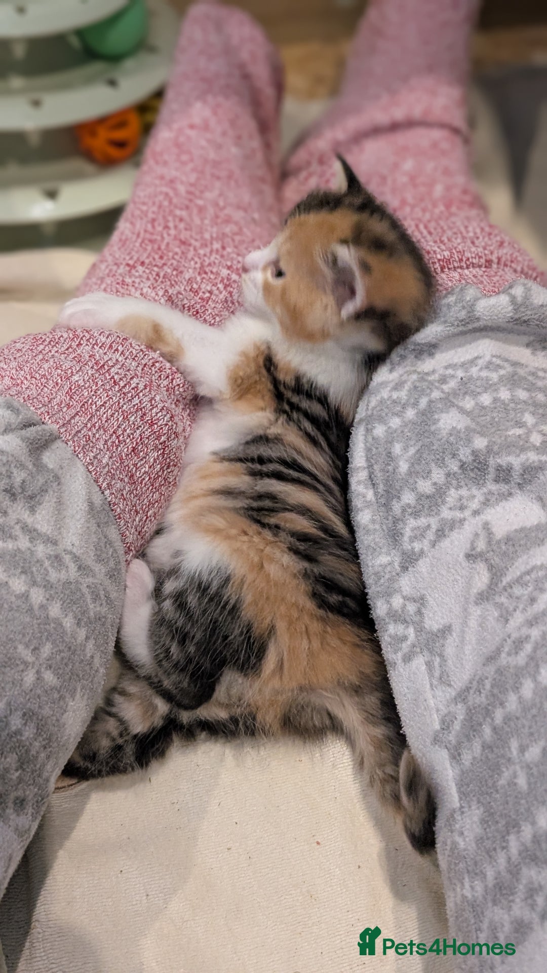 Maine Coon cats for sale: 😽 Cuddly Maine coon kittens 😽 in Preston - Image 18