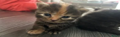 Persian 2