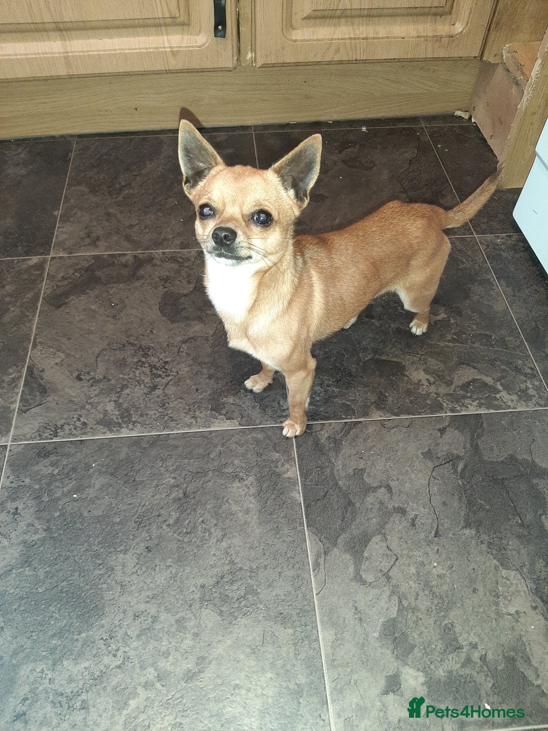 Chihuahua dogs for sale: May have a new home. - Advert 8