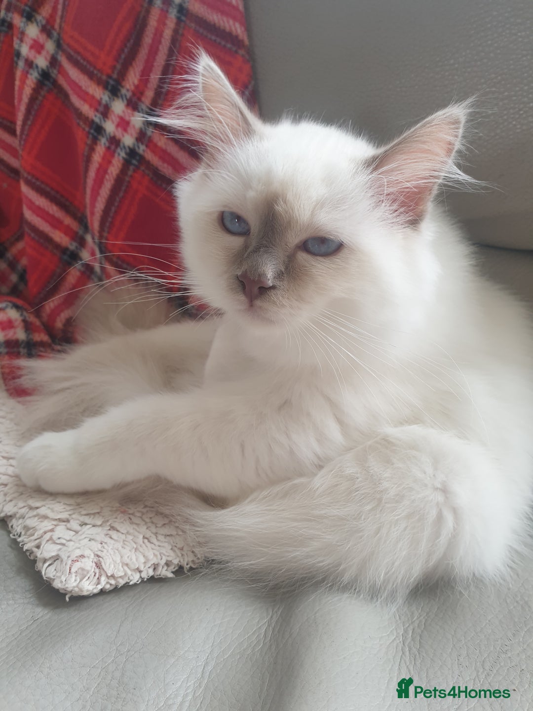 Birman cats for sale: Birman babies ready now. 26 years experience  in Billingham - Image 8