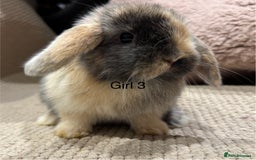 Mini Lop rabbits for sale: 🌸 Harlequin mini lops 🌸 ready to reserve  - Image 3