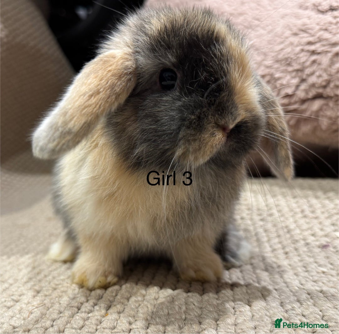Mini Lop rabbits for sale: 🌸 Harlequin mini lops 🌸 ready to reserve  - Image 3