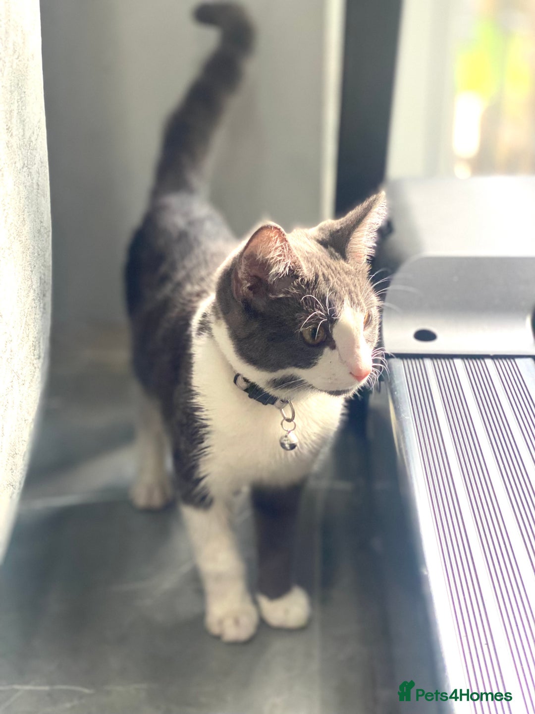 Domestic Shorthair cats for sale: Playful Domestic shorthair male kitten  - Image 2