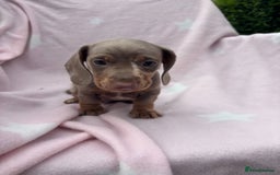 Dachshund dogs for sale: Beautiful dachshund looking for there forever home - Image 5