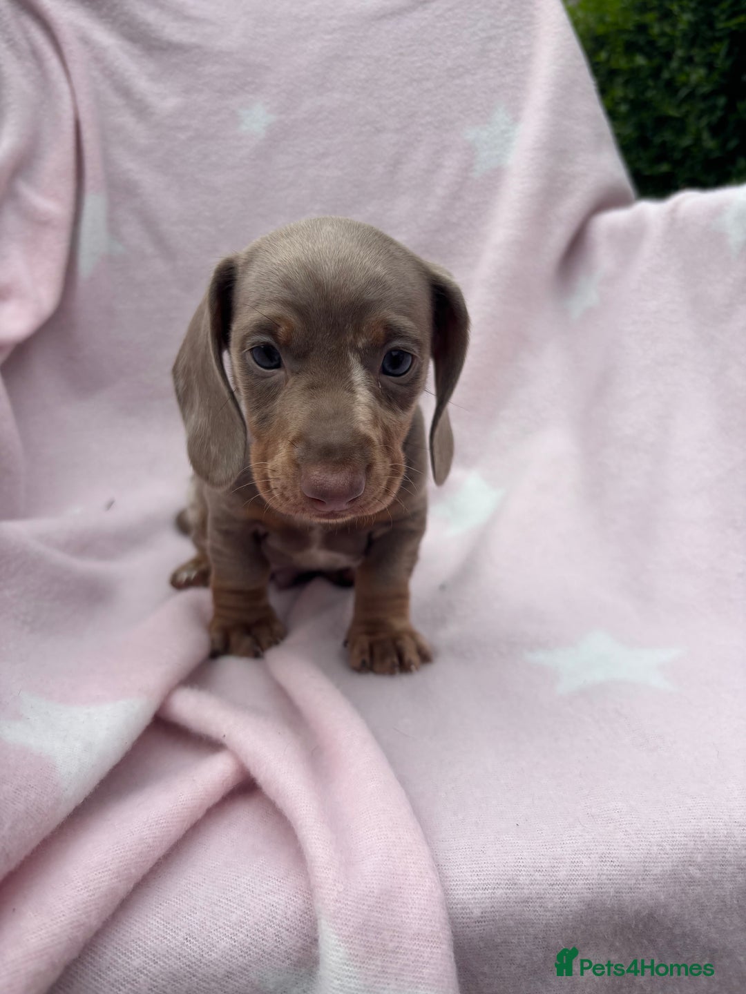 Dachshund dogs for sale: Beautiful dachshund looking for there forever home - Image 5