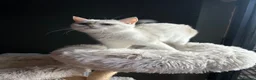 British Shorthair cats for sale: Blue Golden Chinchilla BSH Kitten - Advert 2