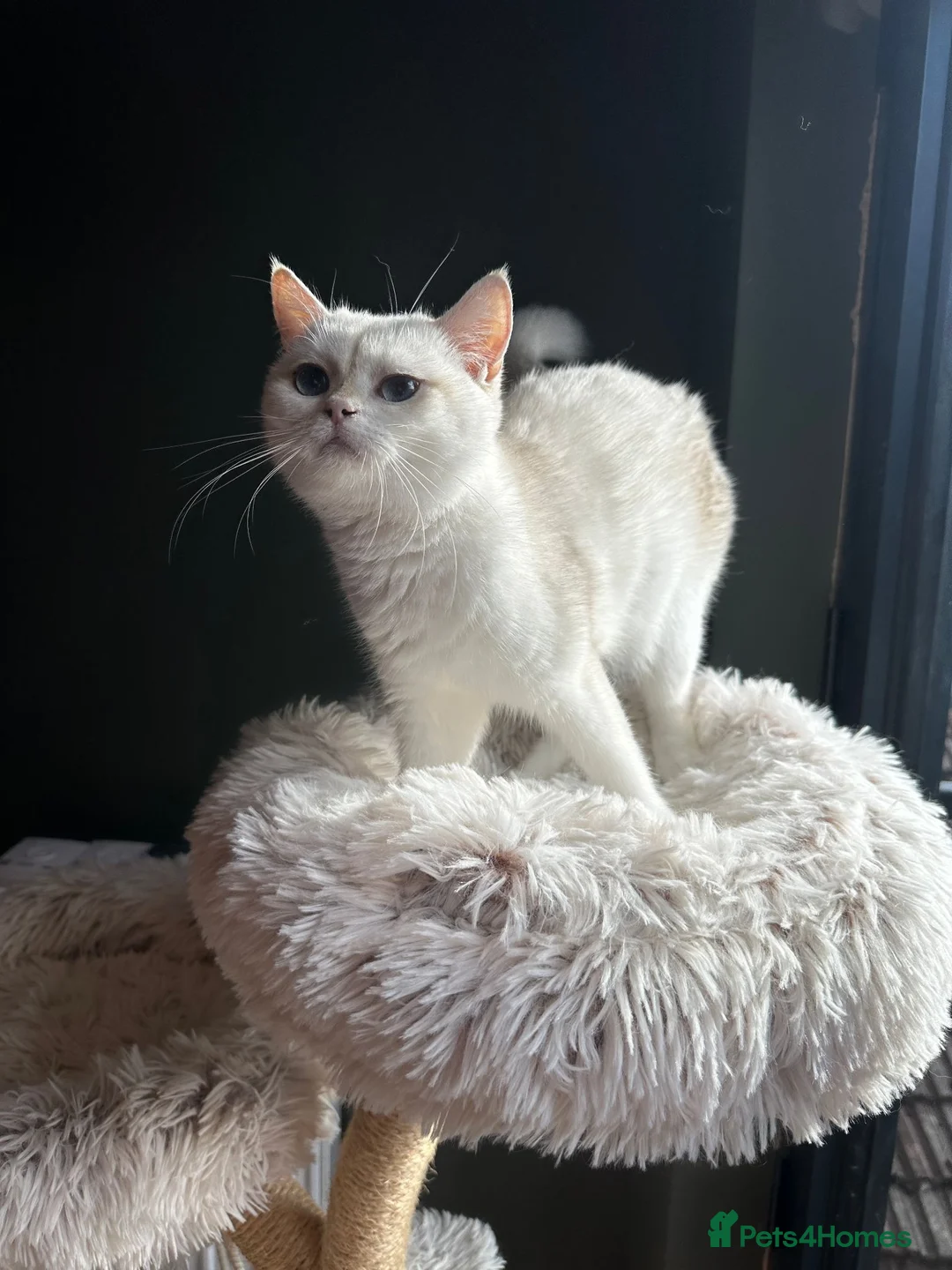 British Shorthair cats for sale: Blue Golden Chinchilla BSH Kitten - Advert 2