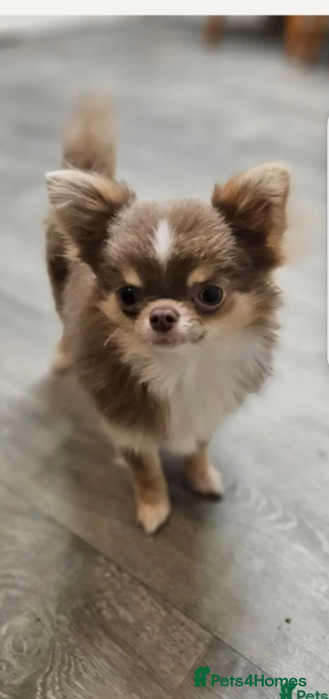 Chihuahua dogs for stud: KC Registered Lilac Stud boy - Advert 14