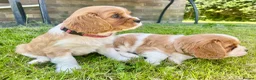 Cavalier King Charles Spaniel dogs for sale: 6 Beautiful KC Registered Cavalier King Charles  - Advert 20