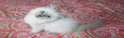 Ragdoll cats for sale: Ready to go  - Advert 7