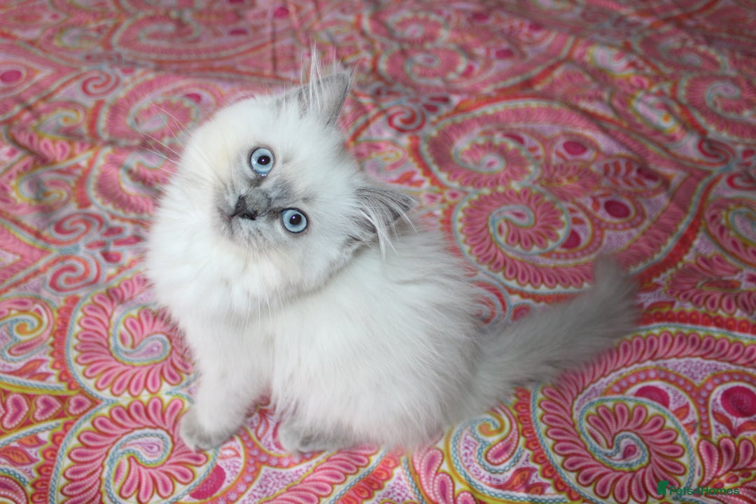 Ragdoll cats for sale: Ready to go  - Advert 7