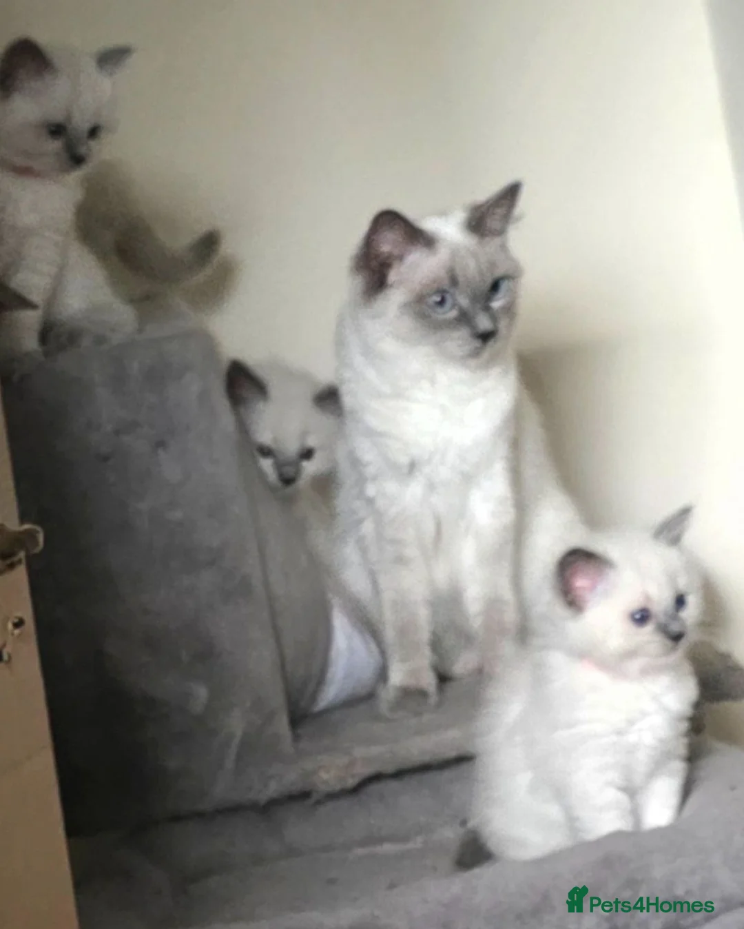 Ragdoll cats for sale: 7 Gorgeous ragdoll kittens - Advert 8