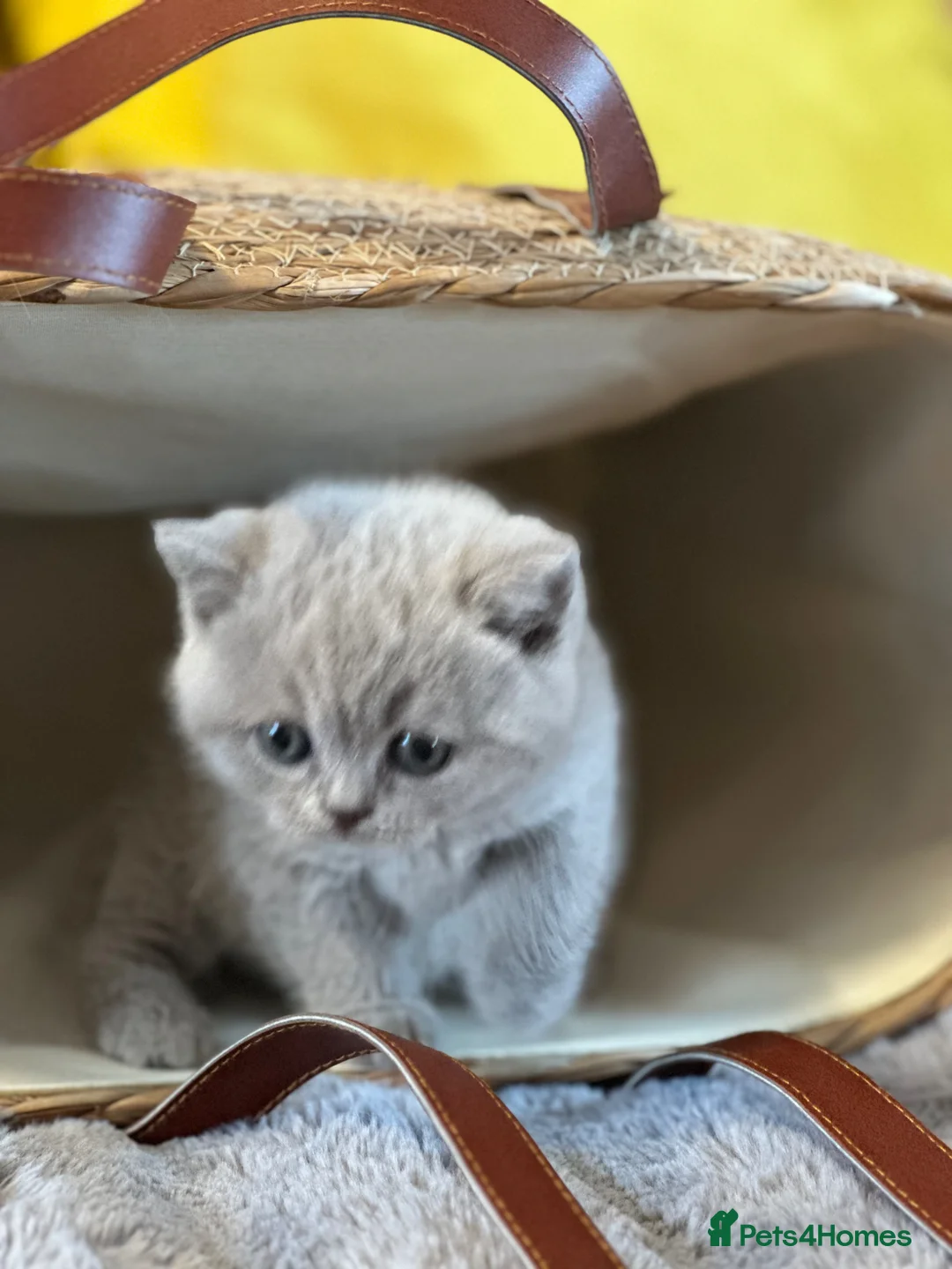 British Shorthair cats for sale: Gccf registered kittens  - Advert 23