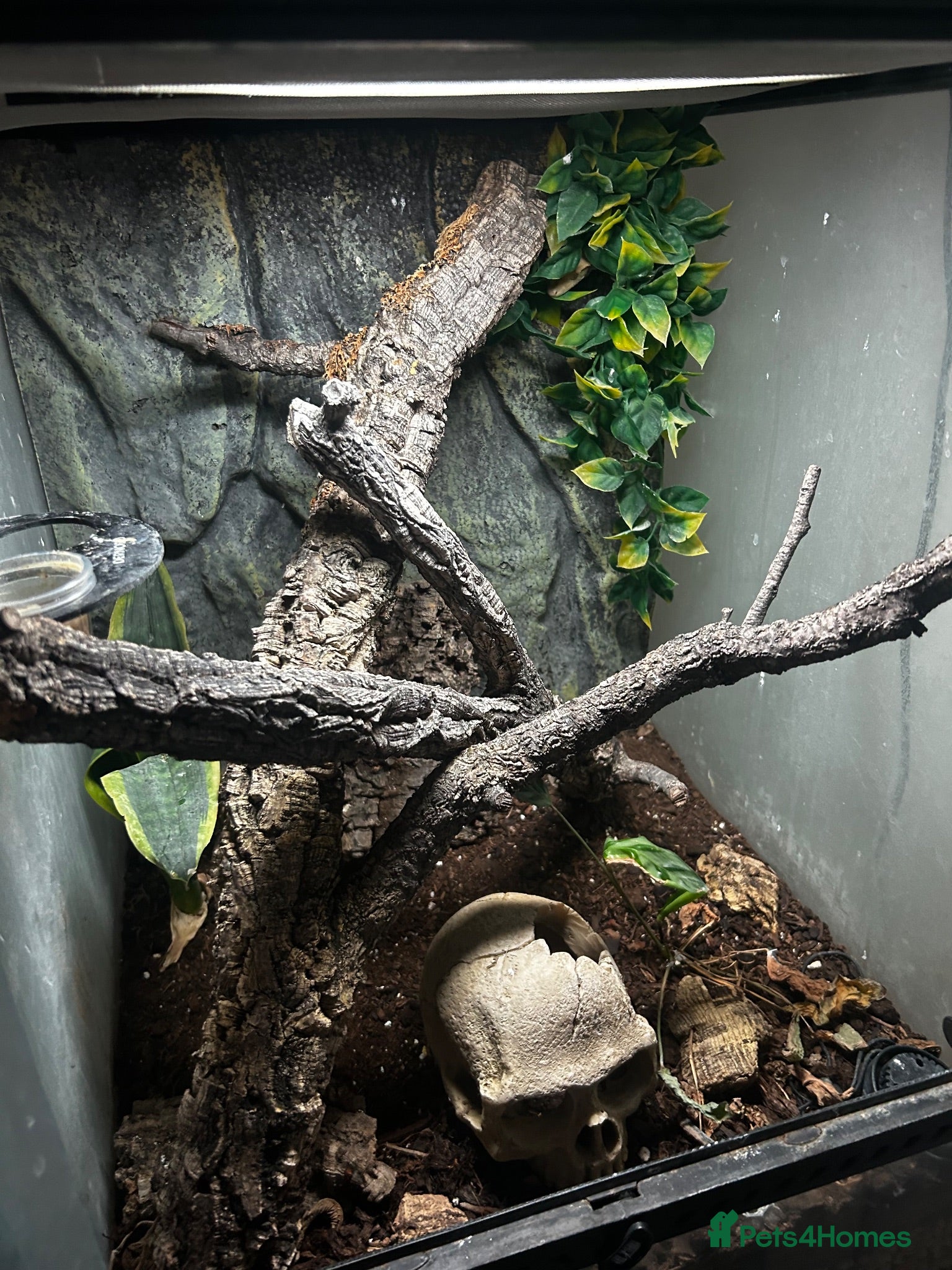 Gecko reptiles Crested gecko and set up  - Advert 1