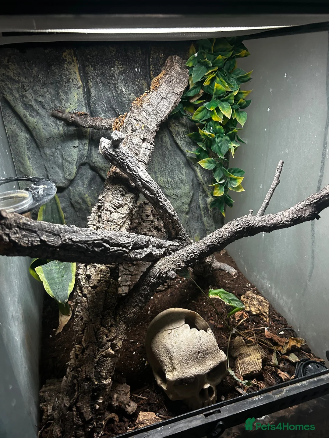 Gecko reptiles for sale: Crested gecko and set up  in Wokingham - Advert 1