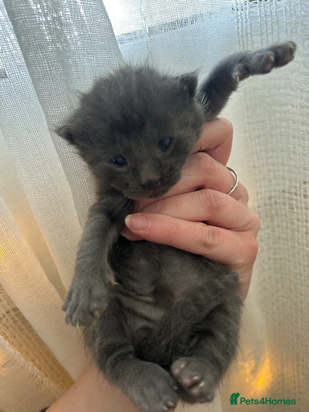 Mixed Breed cats for sale: Cute kittens looking for forever homes  in Sudbury - Advert 2