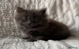 Maine Coon cats for sale: GORGEOUS MAINE COON KITTENS - Image 16