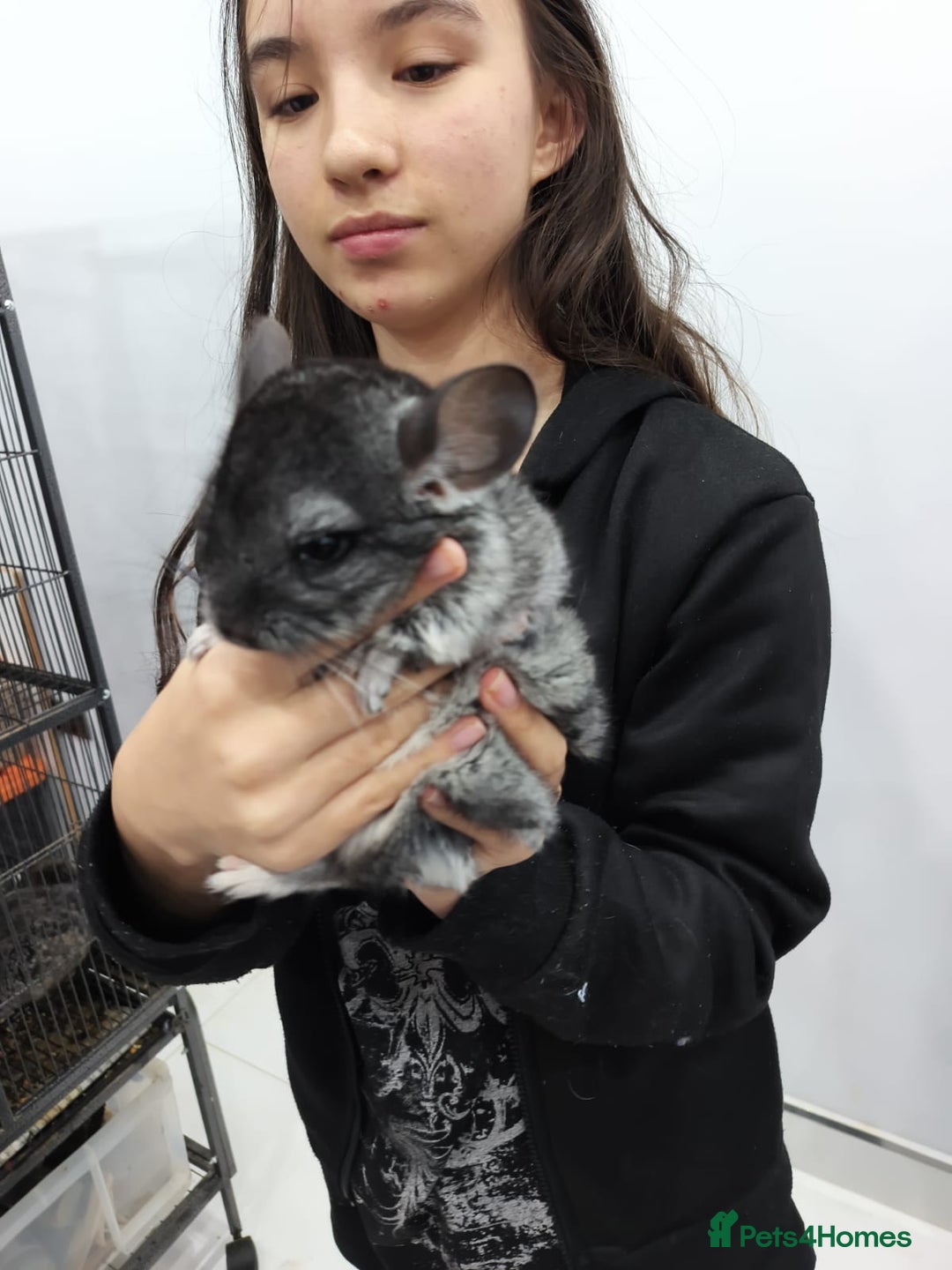Chinchilla rodents for sale: 🐾Baby Female Chinchillas – Born 14th July 2025🐾 - Image 7