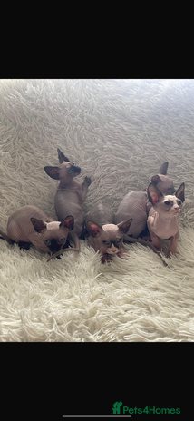 Sphynx cats - Advert 8