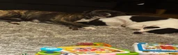 Staffordshire Bull Terrier dogs for sale: Daisy and Burrito - Lovely staffies - Advert 4