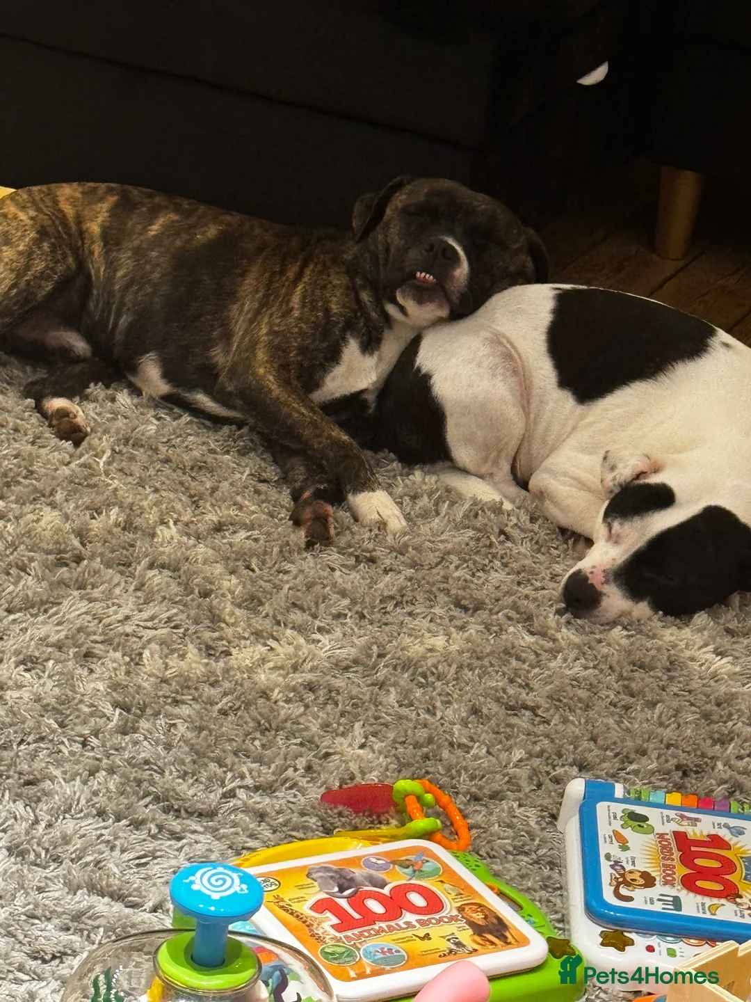Staffordshire Bull Terrier dogs for sale: Daisy and Burrito - Lovely staffies - Advert 4