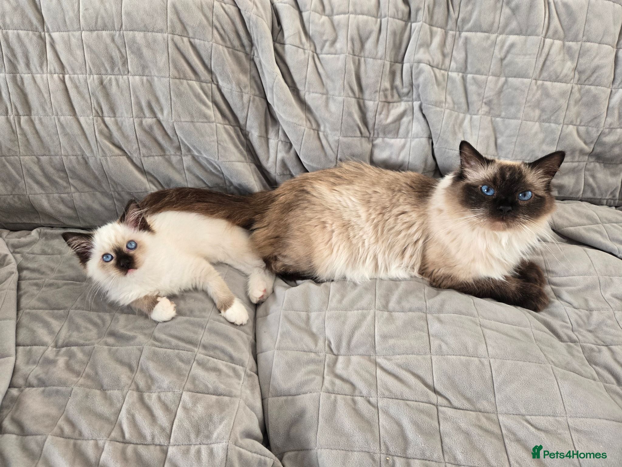 Ragdoll cats Gorgeous mitted Ragdoll girls - Advert 1