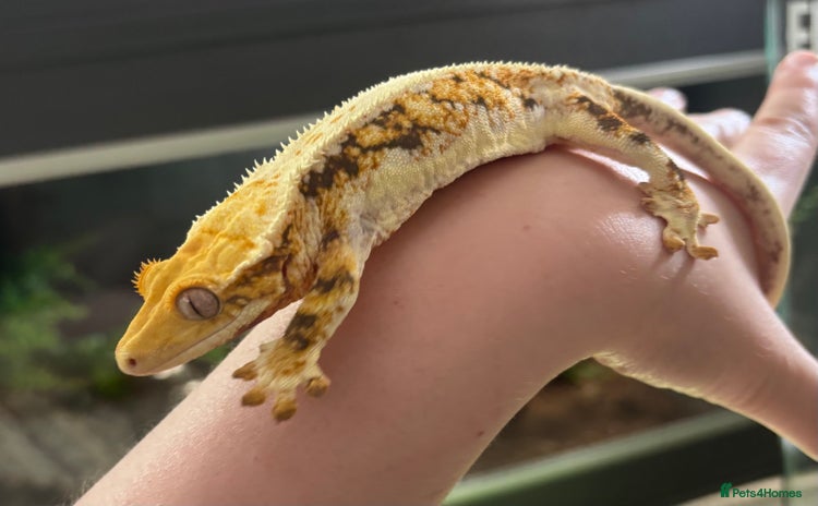Gecko reptiles - Advert 5