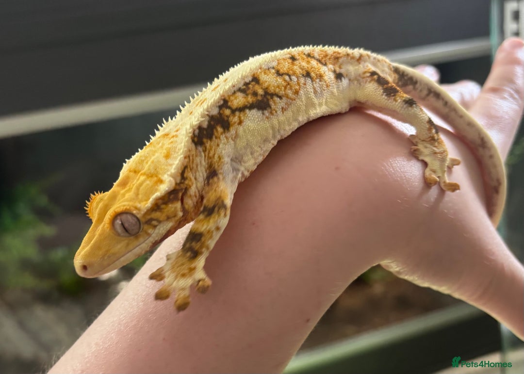 Gecko reptiles for sale: Tri Lilywhite Female Crested Gecko & Setup - Image 1