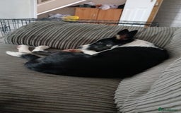 Border Collie dogs for sale: Dog for sale - Advert 3