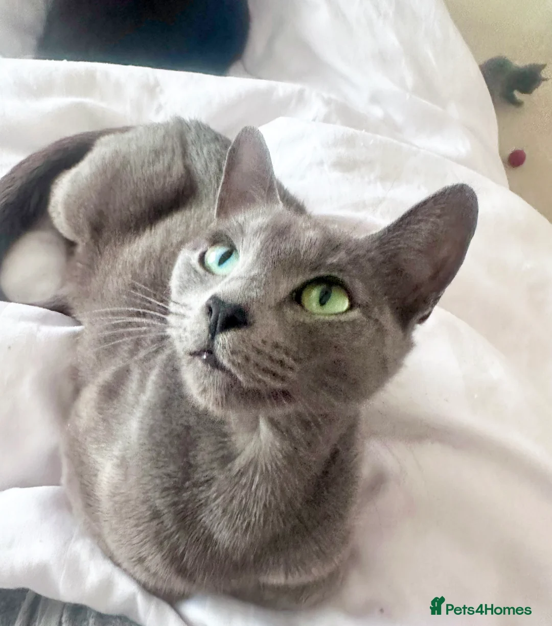 Russian Blue cats for sale: Stunning Russian Blue Kittens - Advert 10