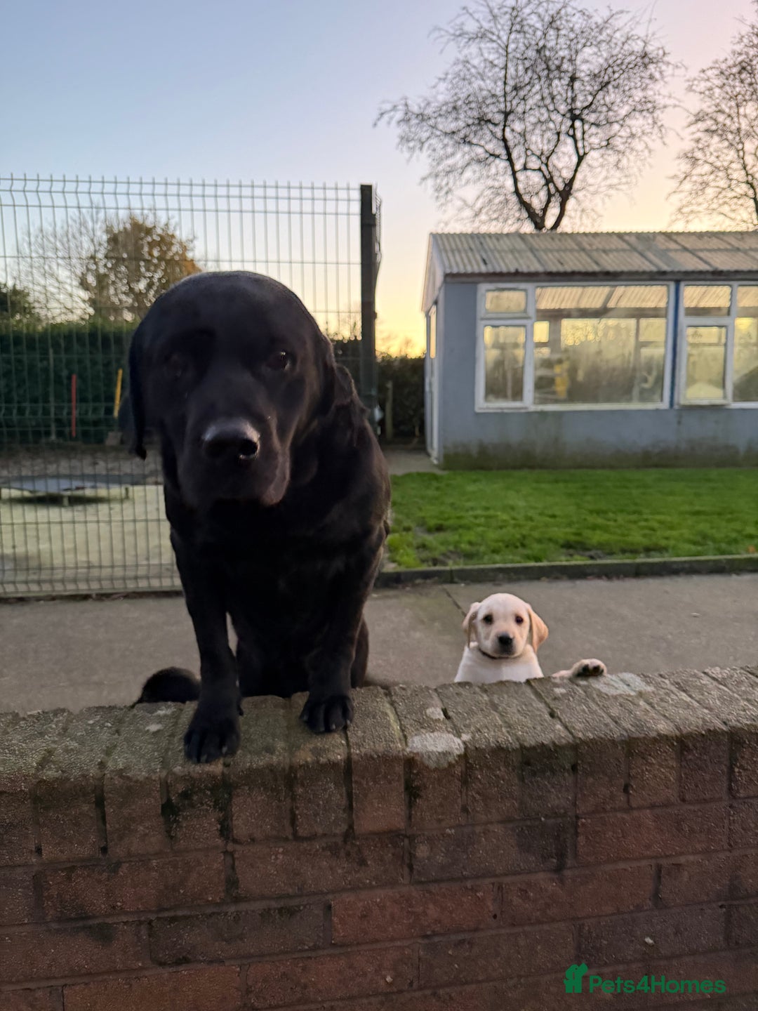 Labrador Retriever dogs for sale: Labrador Pups  - Advert 9