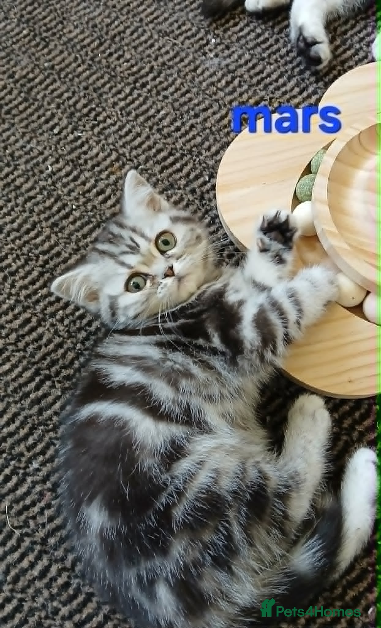 British Shorthair cats for sale: Bsh. Silver Classic Tabby . - Advert 7