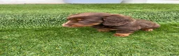 Miniature Dachshund dogs for sale: miniture dachshund - Advert 3
