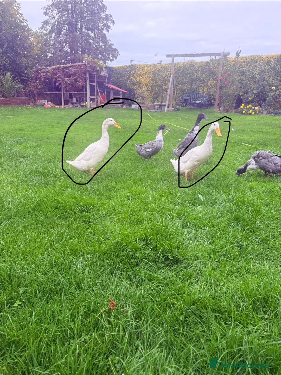 Ducks poultry for sale: Young Indian runner drakes (white) - Image 2